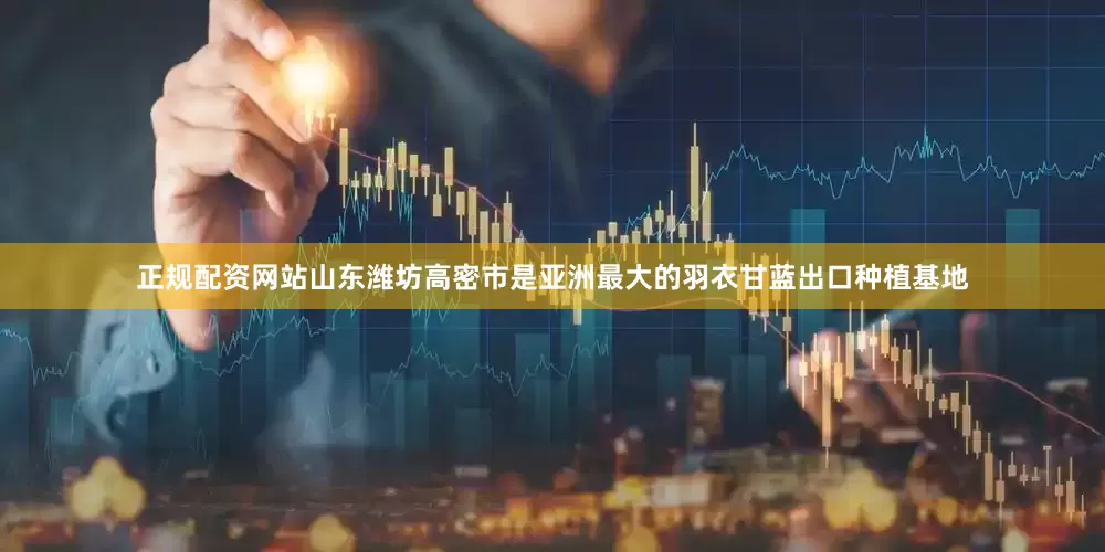 正规配资网站山东潍坊高密市是亚洲最大的羽衣甘蓝出口种植基地